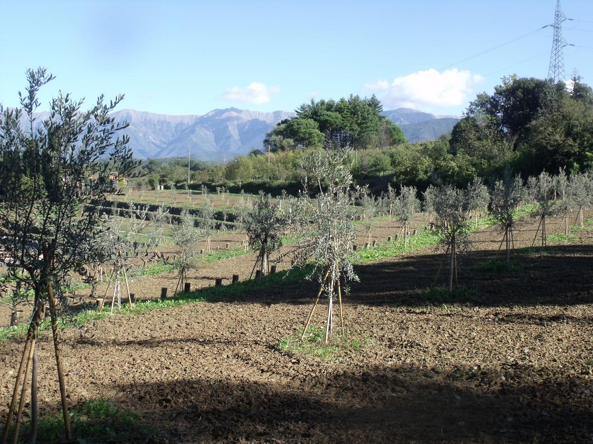 B&B Podere Montese Віллафранка-ін-Луніджана Екстер'єр фото